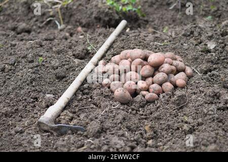 Pila di patate appena raccolte - Solanum tuberosum con zappa su campo. Raccogliere le radici di patate dal suolo in giardino fatto in casa. Agricoltura biologica, sana Foto Stock