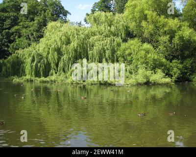 Thwaite Hall Gardens vista lago a Cottingham, East Yorkshire Foto Stock
