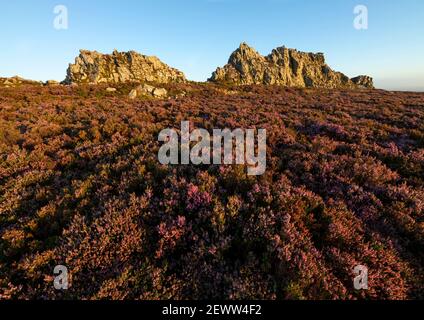 La sedia del diavolo in mezzo alla erica sulle Stiperstones, Shropshire. Foto Stock