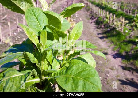 Piante di tabacco che coltivano nei fertili campi di Jaraiz de la vera, Caceres, Extremadura, Spagna Foto Stock