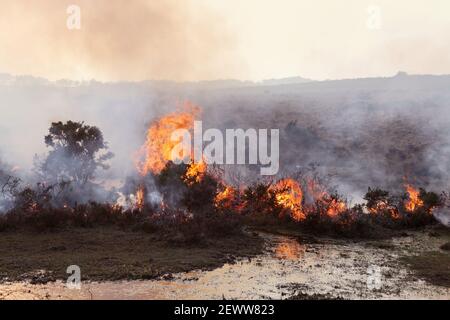 Combustione controllata di brughiera nel Parco Nazionale della New Forest. Foto Stock