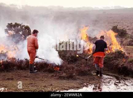 Nel Parco Nazionale della New Forest, dove si trova una brughiera controllata e bruciante. Fiamme di fumo e lavoratori/bruciatori della commissione forestale che utilizzano torce a gas o pistole a fiamma Foto Stock