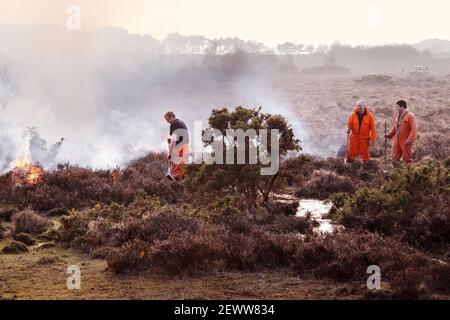 Combustione controllata di brughiera nel Parco Nazionale della New Forest. Foto Stock