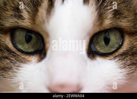 Occhi ipnotici verdi di un gatto tabby. Foto Stock