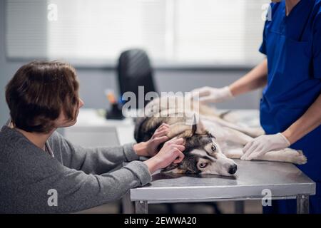 Un cane calmo sdraiato sul tavolo nella clinica di veterinario, il suo proprietario e il medico di veterinario si stanno occupando di esso Foto Stock