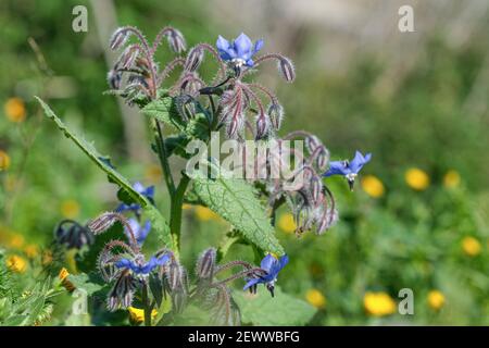Fiori di primavera di officinalis medicinale borage pianta close up.Borago officinalis Foto Stock