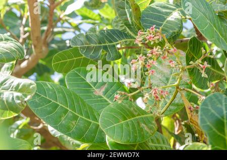 Foglie di cashew e fiori Foto Stock