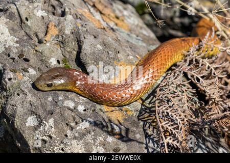 Australian Eastern Tiger Snake crogiolarsi sulla roccia Foto Stock