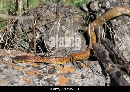 Australian Eastern Tiger Snake crogiolarsi sulla roccia Foto Stock