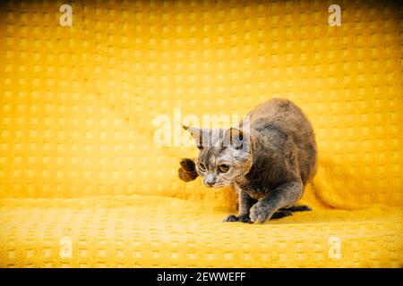 Curioso giovane adulto grigio Devon Rex Cat. Gatto con capelli corti di razza inglese su sfondo giallo Plaid. Caccia al gatto degli animali domestici Shorthair Foto Stock