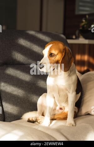 Cane che riposa su un divano beagle cane si siede all'interno di sfondo Foto Stock