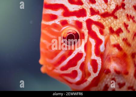 Discus Symphyodon, pesce d'acqua dolce originario del Rio delle Amazzoni, in vasca di pesce. Primo piano dei dettagli. Foto Stock