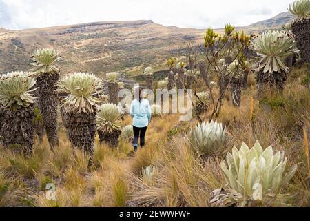 Un vecchio Frailejones, Paramó de Ocetá, Monguí, Boyacá, Colombia Foto Stock