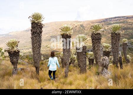 Un vecchio Frailejones, Paramó de Ocetá, Monguí, Boyacá, Colombia Foto Stock