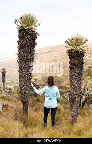 Un vecchio Frailejones, Paramó de Ocetá, Monguí, Boyacá, Colombia Foto Stock