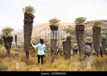 Un vecchio Frailejones, Paramó de Ocetá, Monguí, Boyacá, Colombia Foto Stock