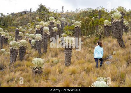 Un vecchio Frailejones, Paramó de Ocetá, Monguí, Boyacá, Colombia Foto Stock