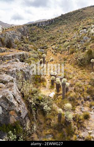 Il Parámo de Ocetá nelle Ande Cordillera, Monguí, Colombia Foto Stock