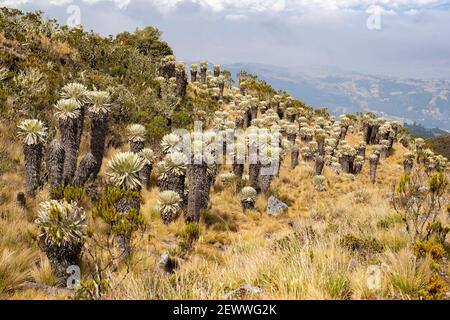 Il Parámo de Ocetá nelle Ande Cordillera, Monguí, Colombia Foto Stock