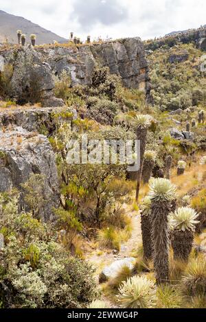 Il Parámo de Ocetá nelle Ande Cordillera, Monguí, Colombia Foto Stock