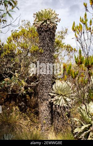 Un gigantesco frailejones di quasi quattro metri, di circa 400 anni Foto Stock