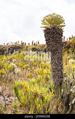 Un gigantesco frailejones, Páramo de Ocetá, Colombia Foto Stock