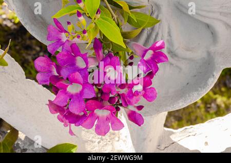 Fiori di aglio Vine Foto Stock