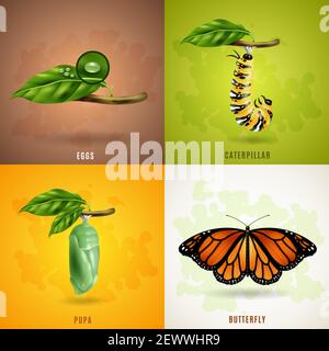 Butterfly 2x2 concetto di design realistico insieme fase di sviluppo della farfalla da uova pupa caterpillar a imago illustrazione vettoriale Illustrazione Vettoriale