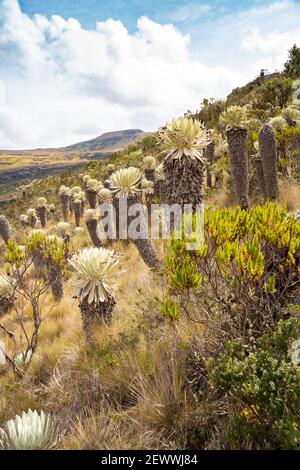 Il Parámo de Ocetá nelle Ande Cordillera, Monguí, Colombia Foto Stock