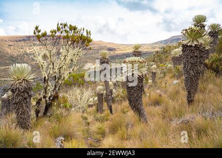 Il Parámo de Ocetá nelle Ande Cordillera, Monguí, Colombia Foto Stock