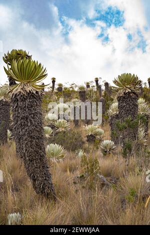 Il Parámo de Ocetá nelle Ande Cordillera, Monguí, Colombia Foto Stock