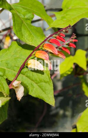 Primo piano di Ipomoea labata un perenne di arrampicata che è di solito cresciuto come un anno. Rosso arancio giallo e fiori bianchi durante l'estate in autunno. Foto Stock