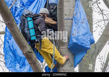 York Gardens, Londra, Regno Unito. 3rd marzo, 2021. È il decimo giorno di albero-seduta per i protettori dell'albero che stanno occupando l'albero nero di pioppo 100-year-old dovuto essere abbattuto lunedì scorso, 22nd di febbraio, 2021, da una joint venture fra le case di Wimpey di Taylor ed il Consiglio di Wandsworth. Il protettore dell'albero Marcus Decker, 32 anni, ha deciso di scendere dall'albero oggi, una folla esilarante di residenti locali lo accoglie a terra. Foto Stock