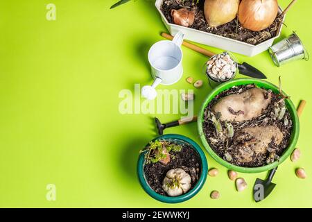 Concetto di piantagione e giardinaggio di primavera. Utensili, annaffiatoio, vasi da fiori, secchi, pietre decorative. Germogli di patate fresche, carote, aglio e su Foto Stock