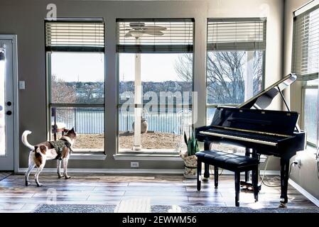 Cane che guardava fuori dalla finestra con vista sul lago e desiderava che fosse fuori. Foto Stock