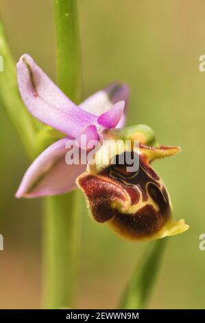 Ophrys lycia primo piano, orchidea Lycian-Kas, specie endemiche, Anatolia, M. Foto Stock