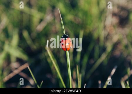 Primo piano di un ladybug strisciando sull'erba Foto Stock