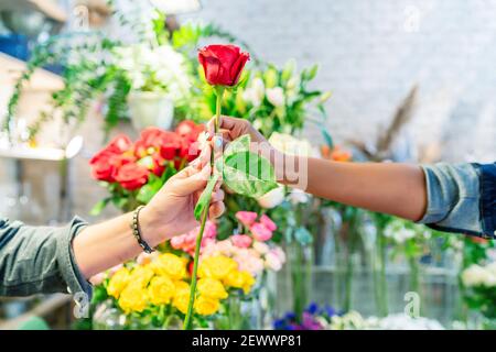 uomo che porgeva una bella rosa al suo compagno Foto Stock