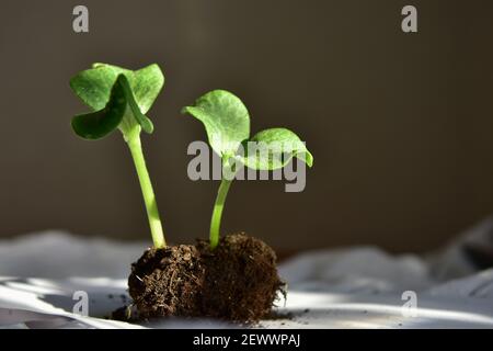 due germogli di zucca verdi germogliano in primavera al buio sfondo Foto Stock