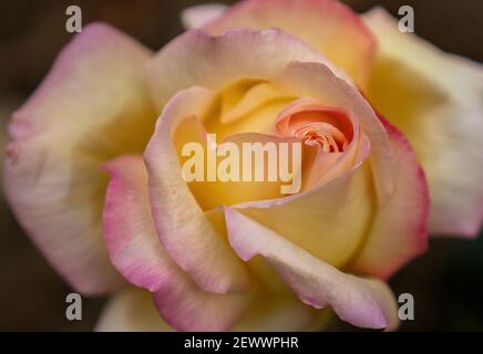 Up ravvicinato rosa gialla con profilo rosa completamente fiorente Foto Stock