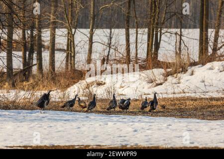 Gregge di tacchini selvaggi orientali nel Wisconsin settentrionale. Foto Stock