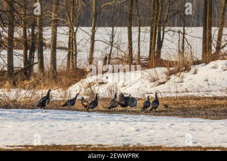 Gregge di tacchini selvaggi orientali nel Wisconsin settentrionale. Foto Stock