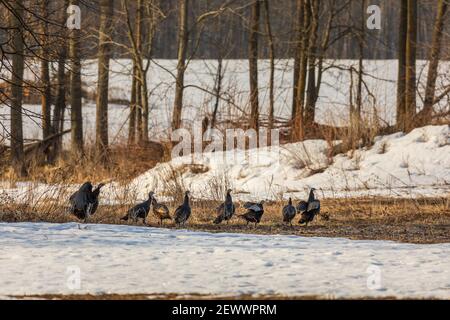 Gregge di tacchini selvaggi orientali nel Wisconsin settentrionale. Foto Stock