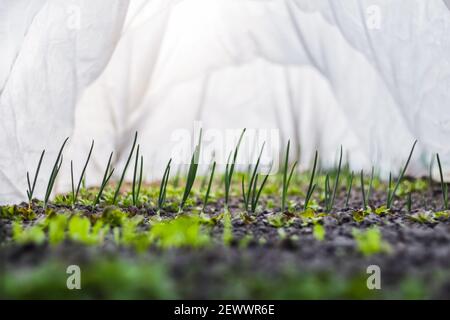 Una fila di cipolle giovani cresce nel terreno in una serra domestica. Giardinaggio domestico. Verdure biologiche sane. Sfondo bianco sfocato e verde a sfocato Foto Stock