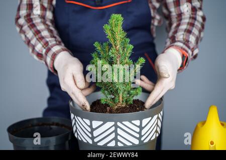 Trapiantando piante indoor. Giardinaggio domestico. Cura della pianta. Uomo trapiantare piante di abete rosso dal vecchio vaso a quello nuovo. Vista ritagliata del giardiniere maschile Foto Stock