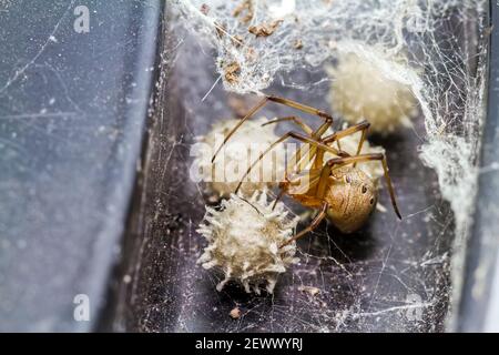 Primo piano vedova ragno marrone (Latrodectus geometricus) e nidificare in natura Foto Stock