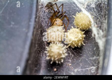 Primo piano vedova ragno marrone (Latrodectus geometricus) e nidificare in natura Foto Stock