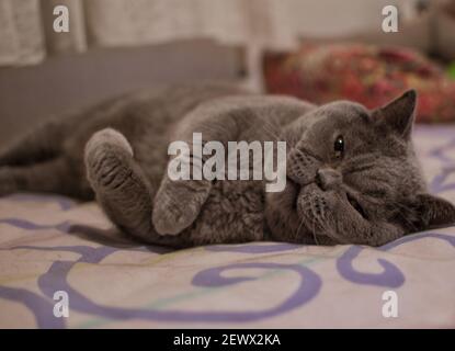 Un closeup di un simpatico gatto britannico shorthaered che riposa a letto Foto Stock