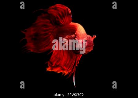 Maschio Rosso siamese pesce da combattimento Betta splendens, su sfondo nero, Betta Fancy Foto Stock