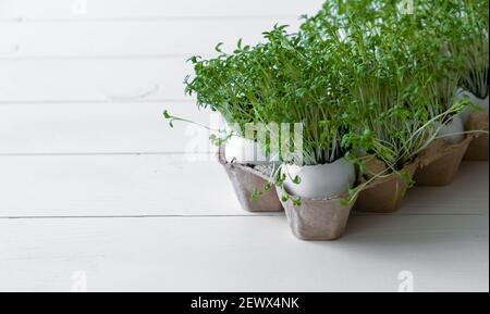 Grezza di guscio d'uovo. Micrograni in crescita Foto Stock